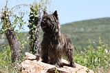 CAIRN TERRIER 466
